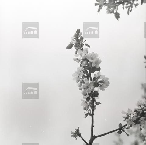 Original 数字对象 not accessible
