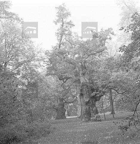 Original Obiekt cyfrowy not accessible